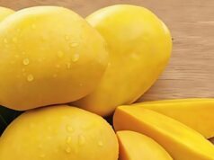 Doctor wa.rns that eating mango daily causes…