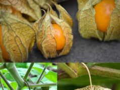 JUST 1 LEAF OF THIS PLANT IS WORTH A GOLD MINE Canapum Physalis Physales Canapu what is it for.