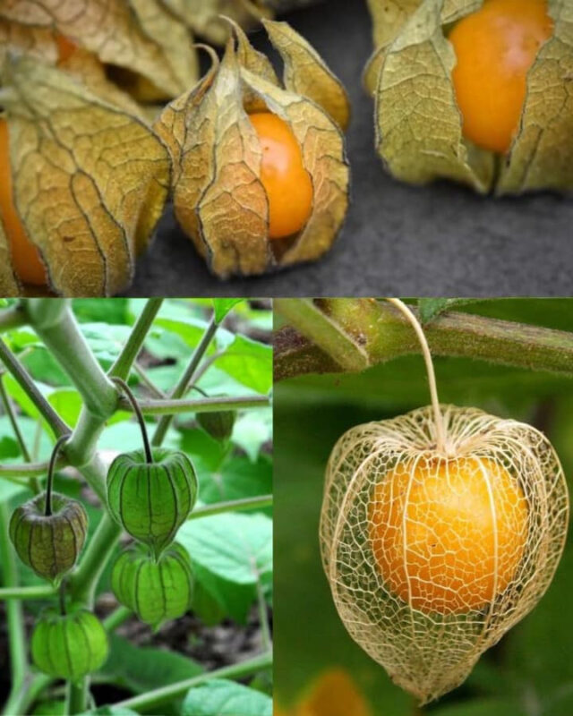Full recipe in the first c0mment 💬👀JUST 1 LEAF OF THIS PLANT IS WORTH A GOLD MINE Canapum Physalis Physales Canapu what is it for.