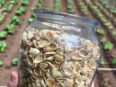 How to reuse pistachio shells: a useful recycling idea for your home