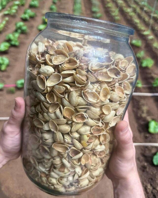 Most people throw away pistachio shells without realizing how valuable they are. See how I use them👇