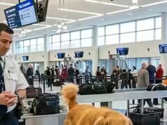 Golden Retriever Saves Airport From Disaster