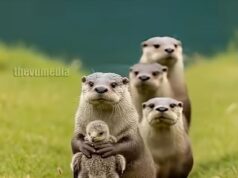 Incredible Moment Otters Rescue Injured Eagle After Baby Bird Cries for Help