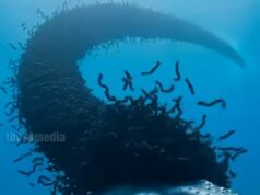 Thousands Watched as a Dying Whale Sent a Silent Cry for Help