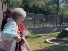 Zoo Emergency: Elderly Woman Falls into Tiger Enclosure