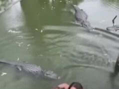 He Jumped Into a Crocodile Pit, But What His Mother Did Next Changed Everything