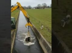 Loyal Dog’s Urgent Warning Leads to an Incredible Animal Rescue