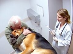 The Dog Hugged His Owner One Last Time—Then the Vet Whispered “Stop!” What Happened Next Left Everyone in Tears