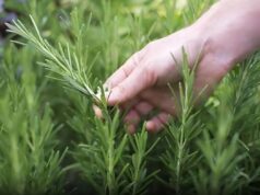 The Benefits of Rosemary for Adults: Nature’s Help for Healthy Aging