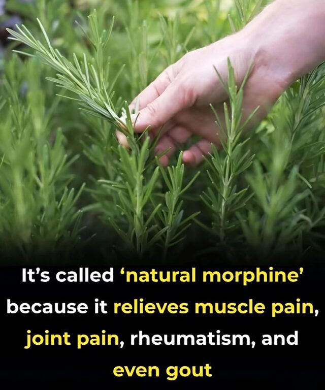 The m0st powerful and medicinal plant that people ignore and are unaware of its power is called... See more👇