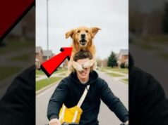Golden Retriever Saves Blind Woman From Thief!