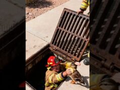 Firefighters Save Ducklings From blocking!