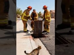 Firefighters Rescue Kittens From Storm Drain!