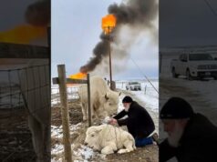 Man Rescues Majestic White Bison And It’s Calf