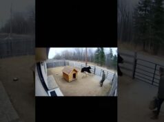 What stopped the oncoming bear?