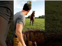 Mother Horse Stops Car to Save Her Trapped Foal | Wildlife Rescue story