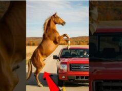 Mother Horse Saves Her Baby With Help From Kind Man!