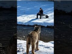 Eurasian Lynx Asks A Man To Save Its Cub