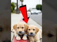 Abandoned Twin Puppies Saved By Kindness!