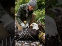 Woman Saves Bald Eagle From Poacher Snare!