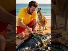 Kangaroo Rescue Dolphin Stranded On Beach