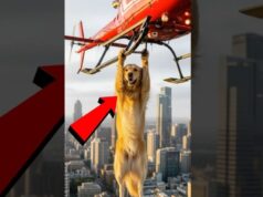 Golden Retriever Saves Paramedic From Helicopter!