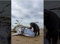 World’s Rarest Vaquita Whale… Saved by a Monkey!