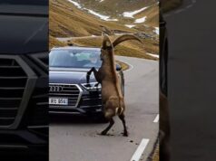 Alpine Ibex Asks A Man For Help!