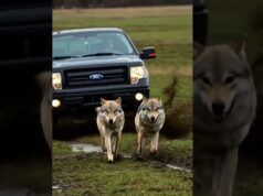 Gray Wolves Rescue Black Wolf With Help Of A Man