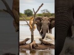 The elephant saves the lion’s cub!
