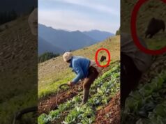 What if a wild boar charges from the Field?