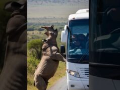 Rhinoceros Stops School Bus For Good Reason!