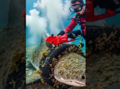 Diver Rescues Shark From Pollution Waste!