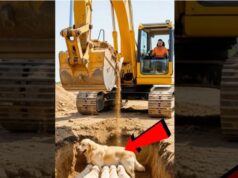 Golden Retriever Saves Family With Help Of Construction Worker!