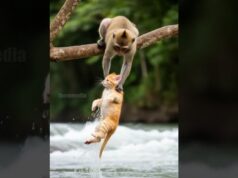Monkey saves a kitten from the water!
