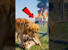 Dog Saves Deer With Help Of Kind Man!