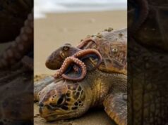 Turtle Saved from Octopuses… Back to Freedom!