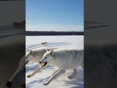 Arctic Wolves and Man Rescue Polar Bear From Train