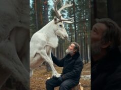 White Reindeer Asks A Man To Rescue Its Calf