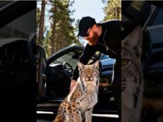Lynx Saves Life Of A Man