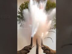 Heartwarming Moment: Elephants Save Birds from the Forest Heat!