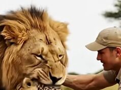 What the ranger did in front of a lion carrying a cub left the savanna in silence