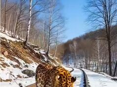 With a Train Approaching Fast, One Man Risked His Life to Save a Wild Leopard Cub