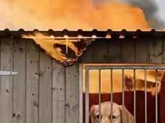 This Puppy’s Courage Will Melt Your Heart