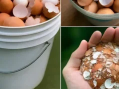 Boil eggshells and say goodbye to the …