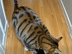 After my cat brought home puppies from who knows where, a policeman knocked on the door!