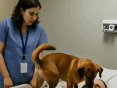 The doctors decided to turn off the life-support machines keeping the young officer alive, but before doing so, they allowed his dog to say goodbye, but then something unexpected happened