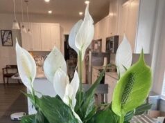How To Get Your Peace Lily To Flower More