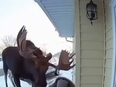 What This Camera Captured on a Snowy Morning Surprised Everyone