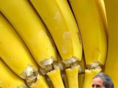 Interesting Insights About Bananas: What You May Not Know About This Popular Fruit